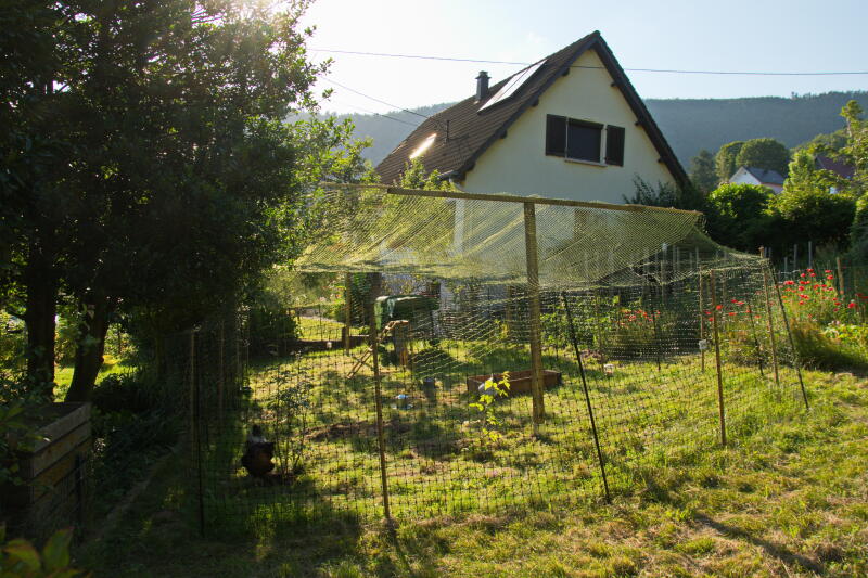 Ogrodzenie dla kurcząt z dodatkową siatką na górze w ogrodzie, z domem w tle