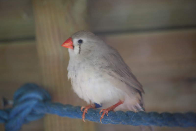 a small bird called a finch stood on a blue rope