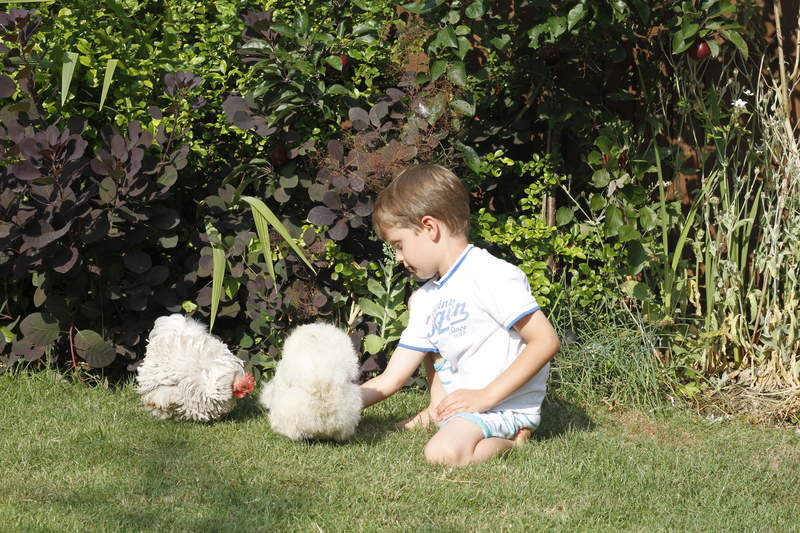 Child with Chickens in Garden
