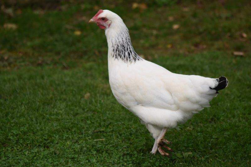 a black and white chicken on a lawn