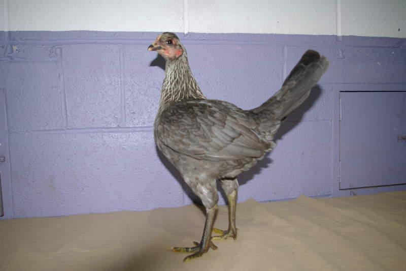 Kip poseert met paarse achtergrond