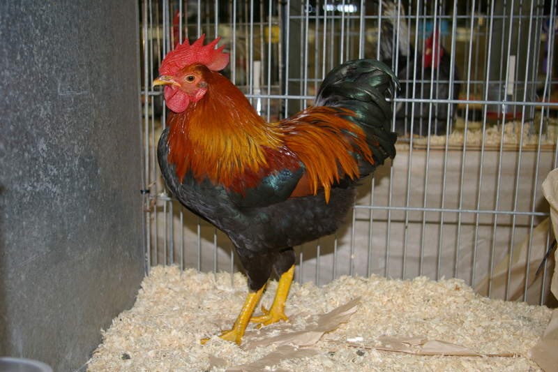 Pollo en la jaula