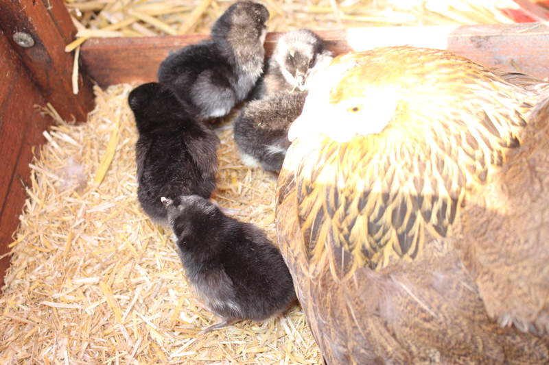 a mother hen and her black chicks in a sunny chicken coop