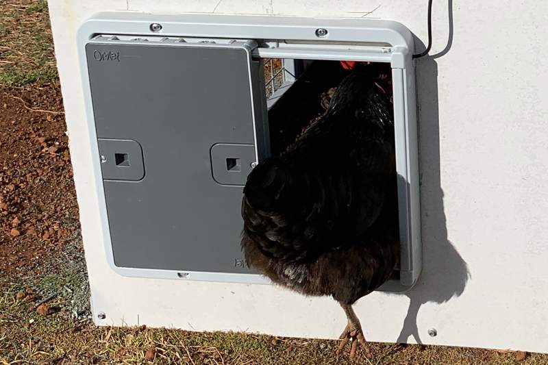 Kurczak przechodzący przez automatyczny mechanizm otwierania drzwi.