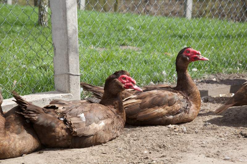 brown Muscovy ducks sat inside a chicken wire animal run