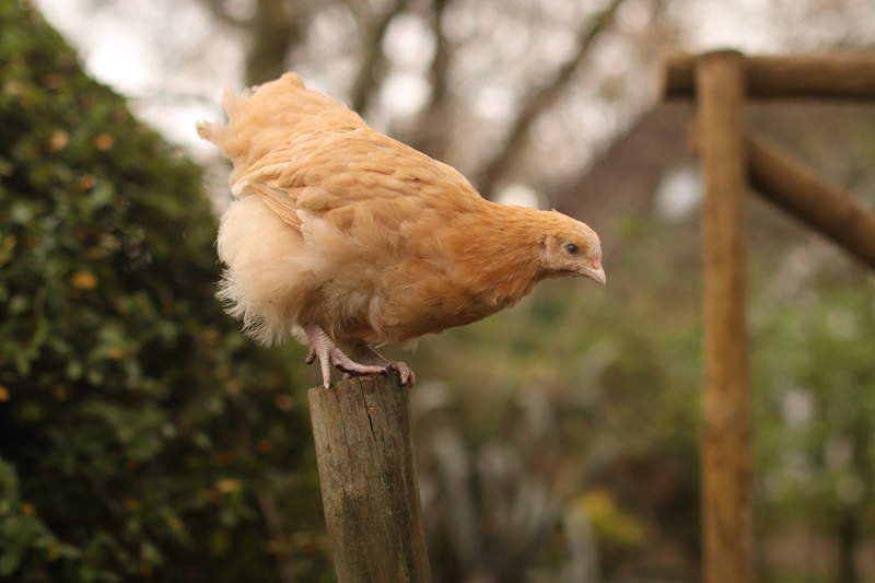 Chicken sitting on pole