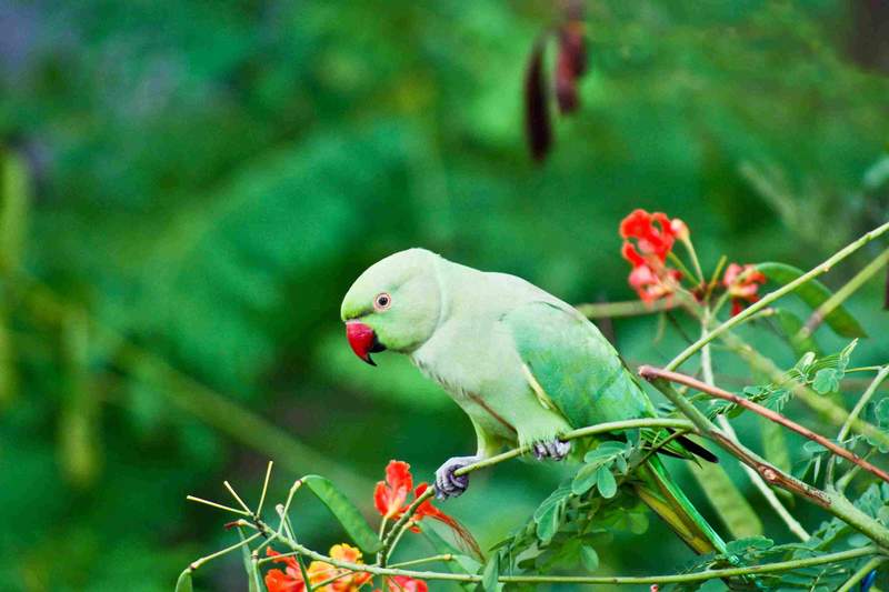 a green are red parrot in a bright garden