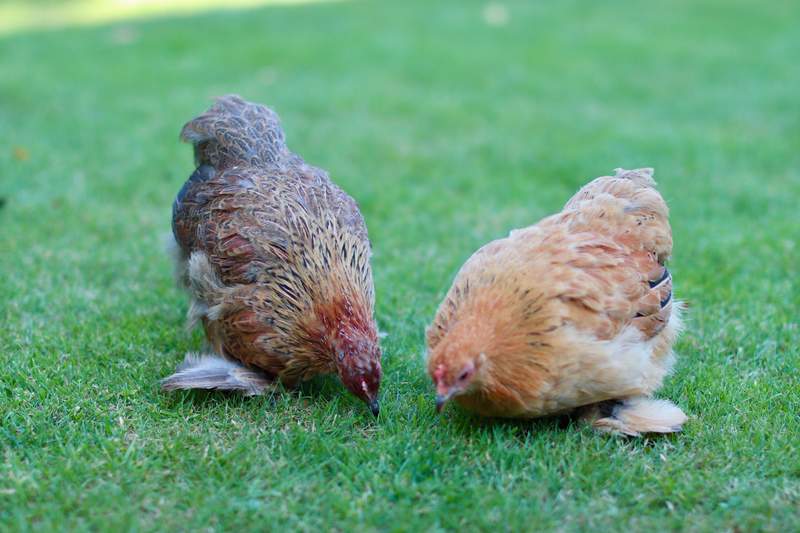 Two chickens pecking at some grass