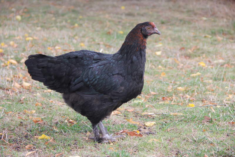 Jeune poule Marans, plumage noir et vert, jabot et collerette feu et plumes aux pattes