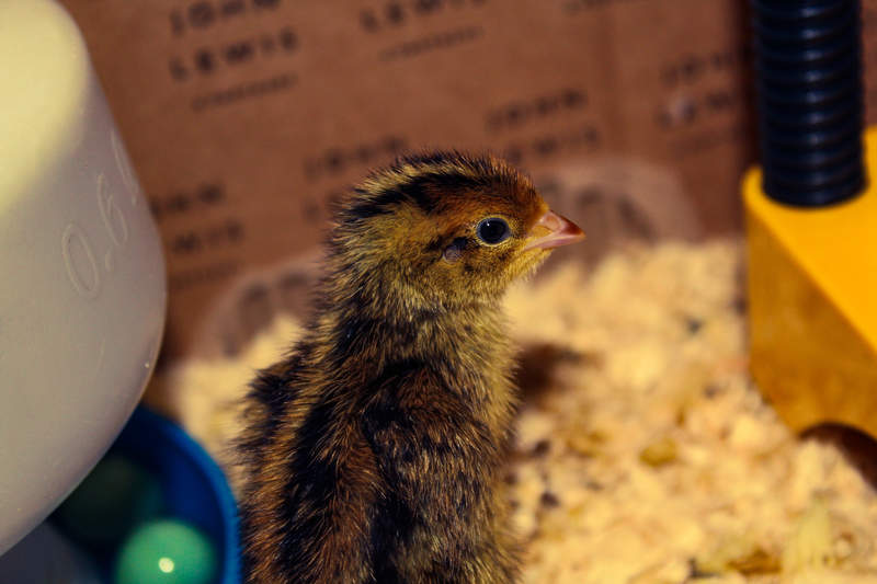a small baby quail chick stood on sawdust with toys around