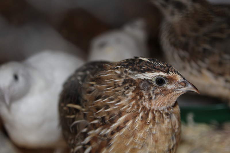 a brown quail bird in a coop