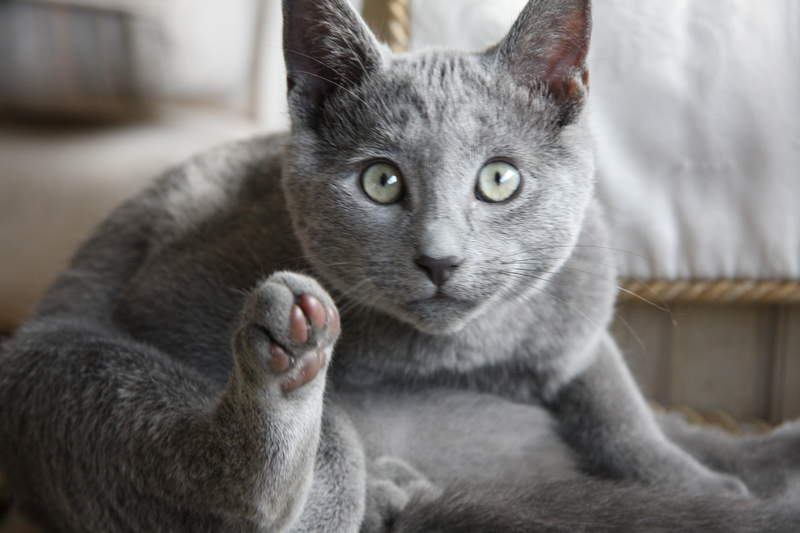 a russian blue cat with green eyes grooming itself