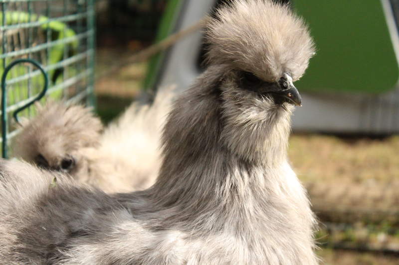 a fluffy grey silkie chicken in a garden with an eglu go in the background