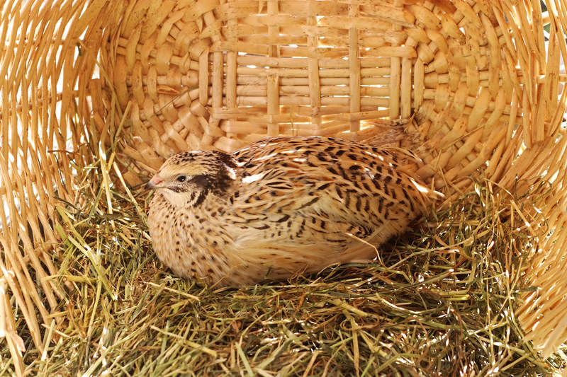 Pollo en la cesta