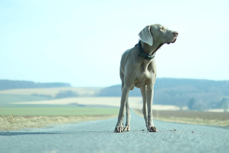 Un chien gris se tenait sur une route vide