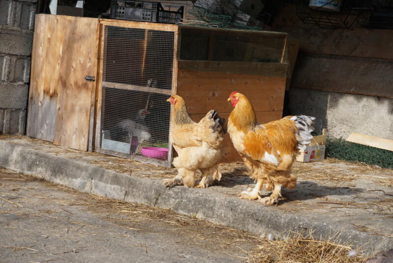 Dos gallinas en un jardín con un gran gallinero de madera