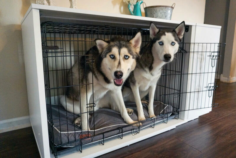 Deux huskies noirs et blancs dans une Fido Nook avec une armoire