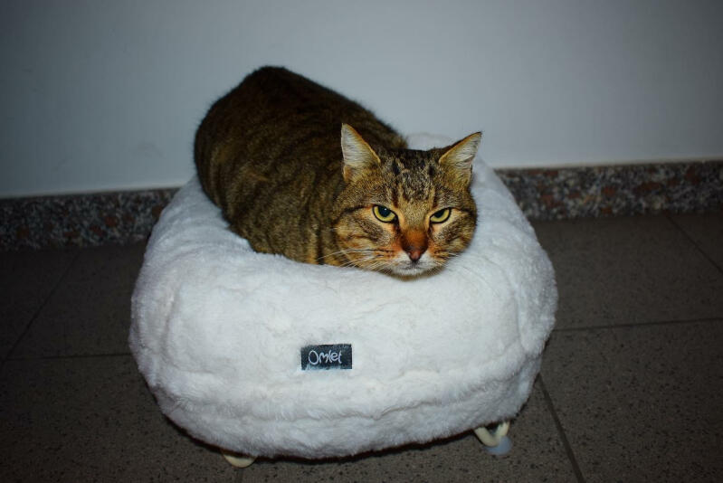 Kot siedzący w pozycji bochenka na swoim białym posłaniu w kształcie pączka