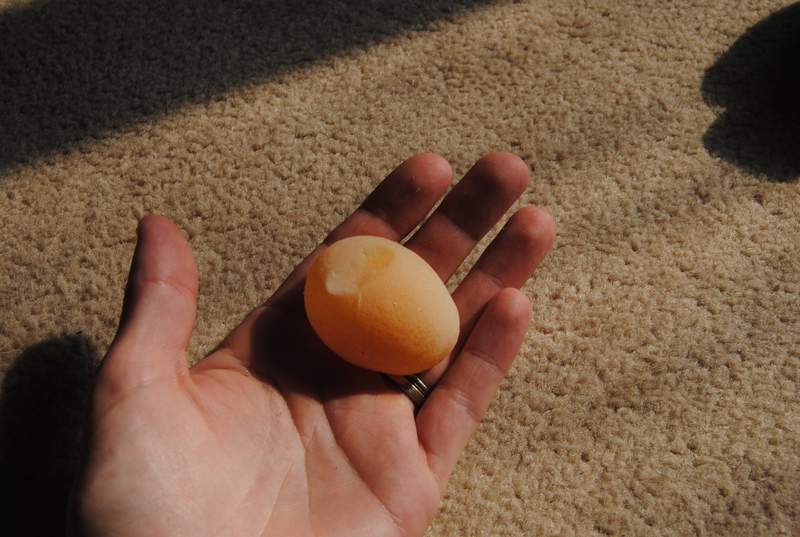 En av hønsens første egg.