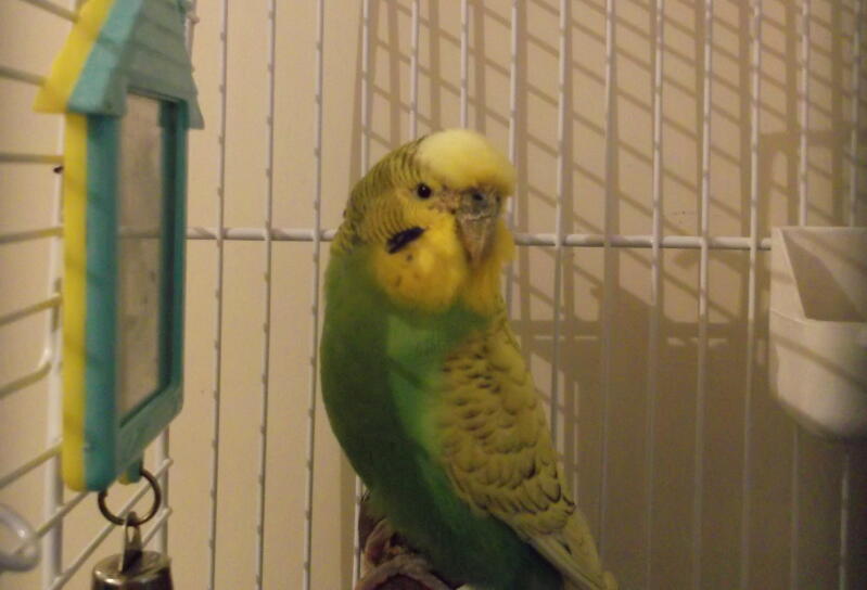 a yellow and green budgie perched in a cage
