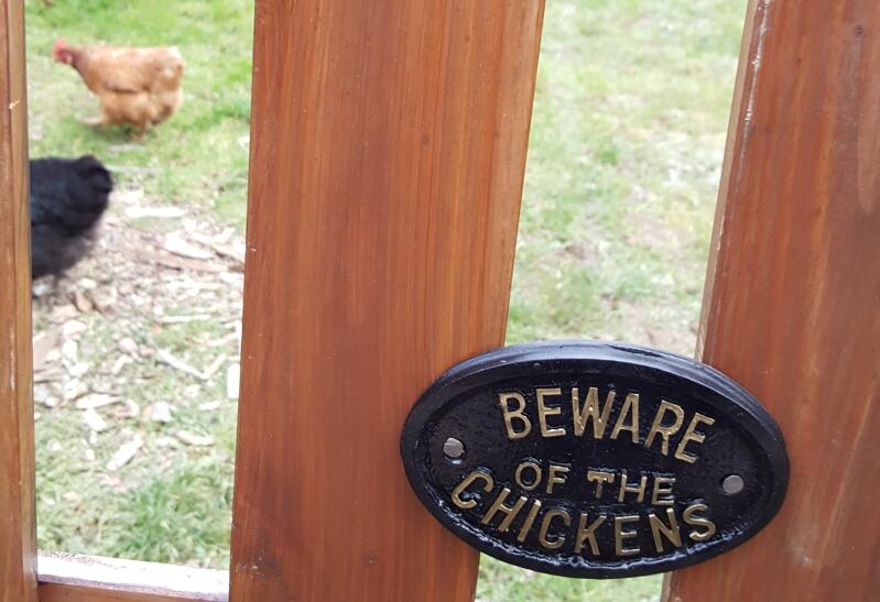 Beware, wicked hens!