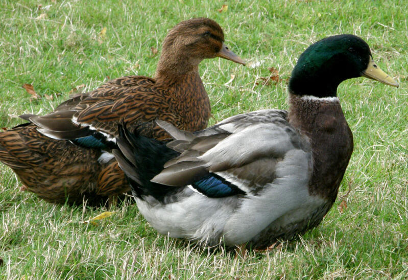 2 ducks on grass