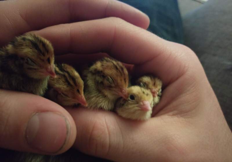 Chicks in Hand