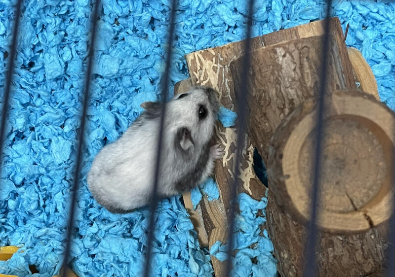 A gerbil in his cage, on top of blue bedding