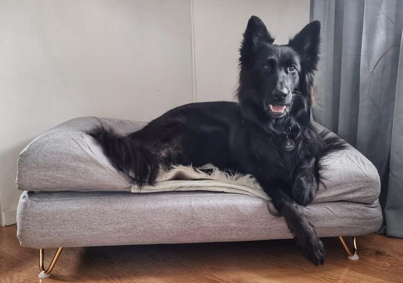 En stor svart hund på en seng