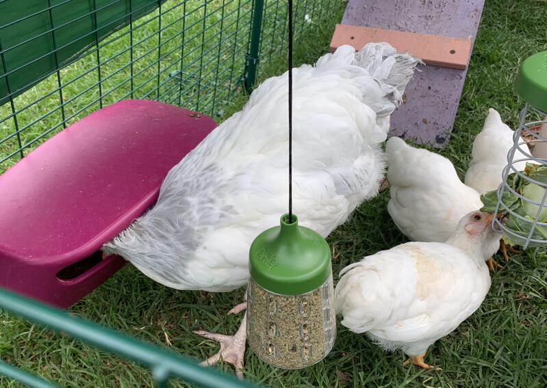 Høns, der fodrer fra en stor foderautomat og en Godbid Caddi og et hængende puklegetøj