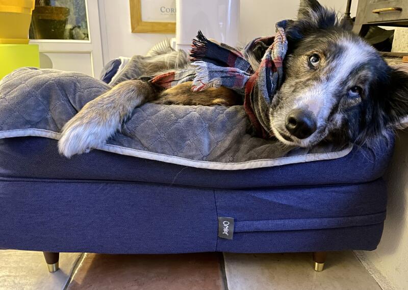 En hund som hviler i en blå seng