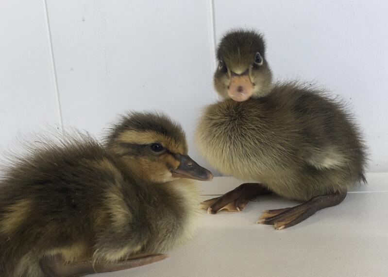 A pair or 2 day old trout runner ducks