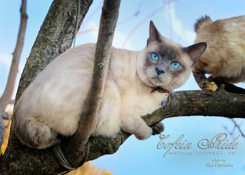 Mekong bobtail, blue-point male cofein of cofein-pride cattery, moscow, russia.