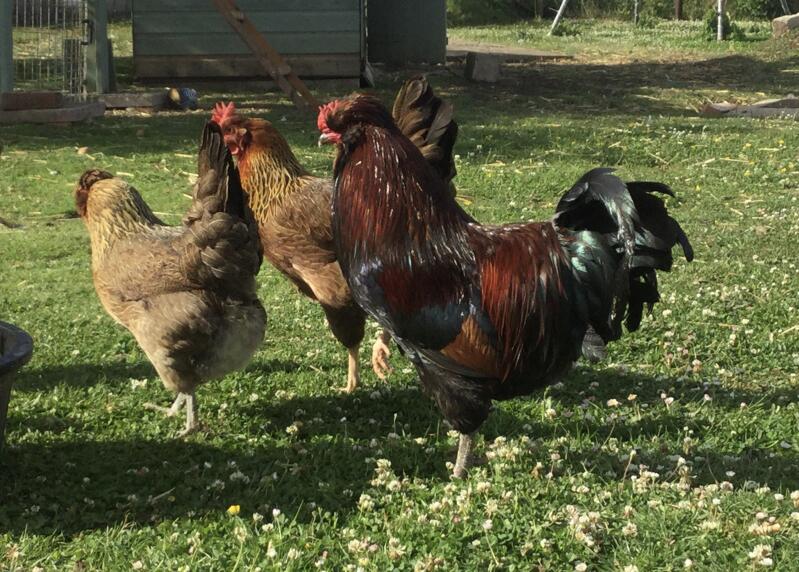 A flock of araucana chickens with a large red cockerel.