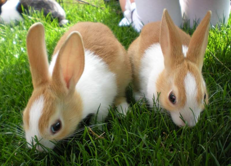 2 dei miei coniglietti olandesi