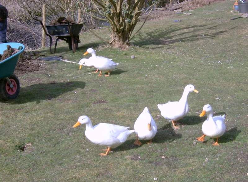 6 ducks in garden