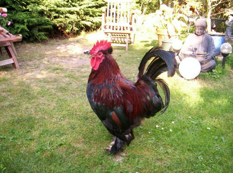 A vorweck chicken standing on a garden