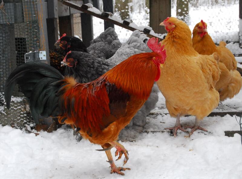 Old English Game Chickens with a cockerel outside in the snow
