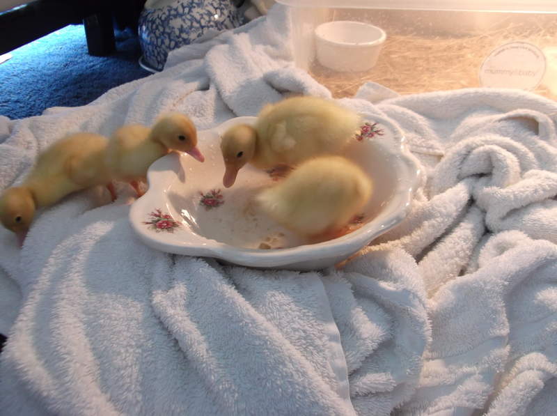 Four ducks laying on a blanket