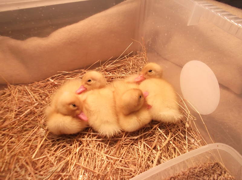 Four new born ducks standing on some hay