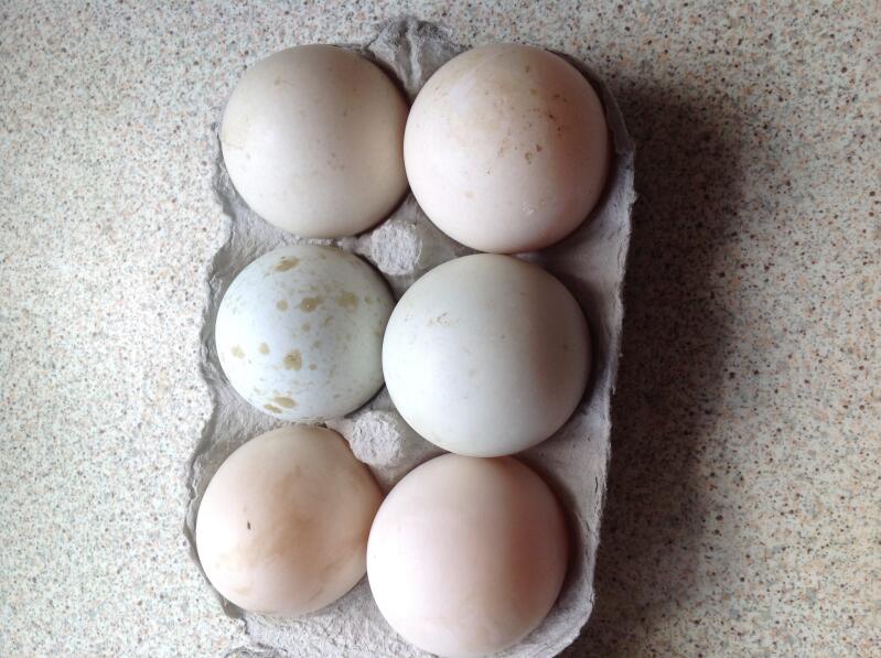 a egg box of six duck eggs