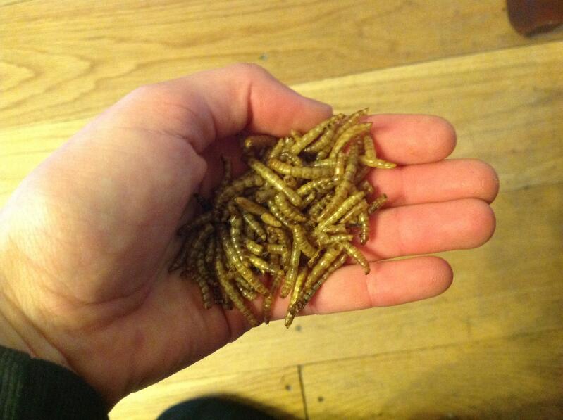Birds, including my chickens, go wild for these mealworms