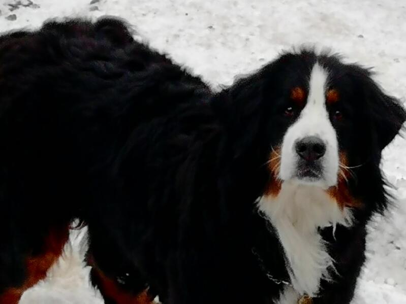 a bernese mountain dog on a walk in the snow