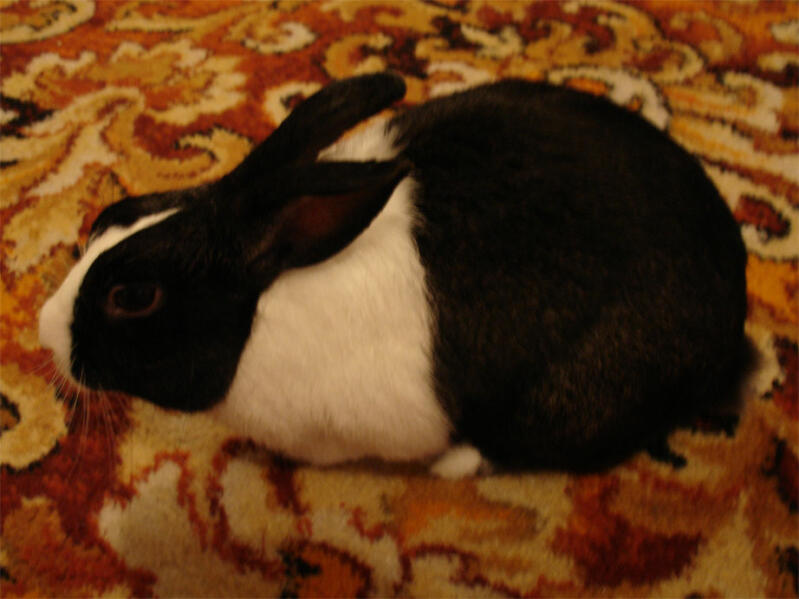 Rabbit sleeping on carpet