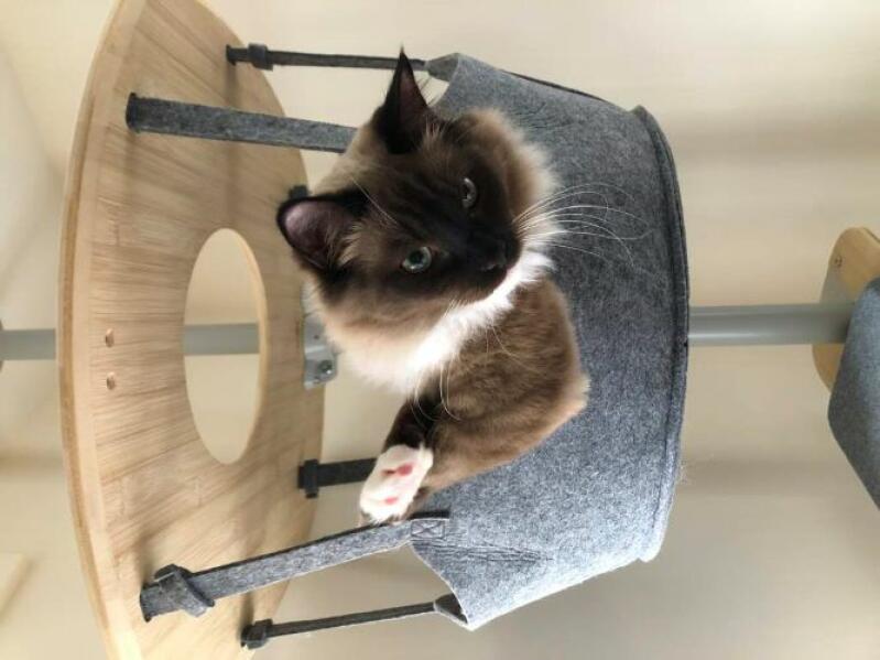 Katt som tittar ut ur hängmattan av rachel stanbury 