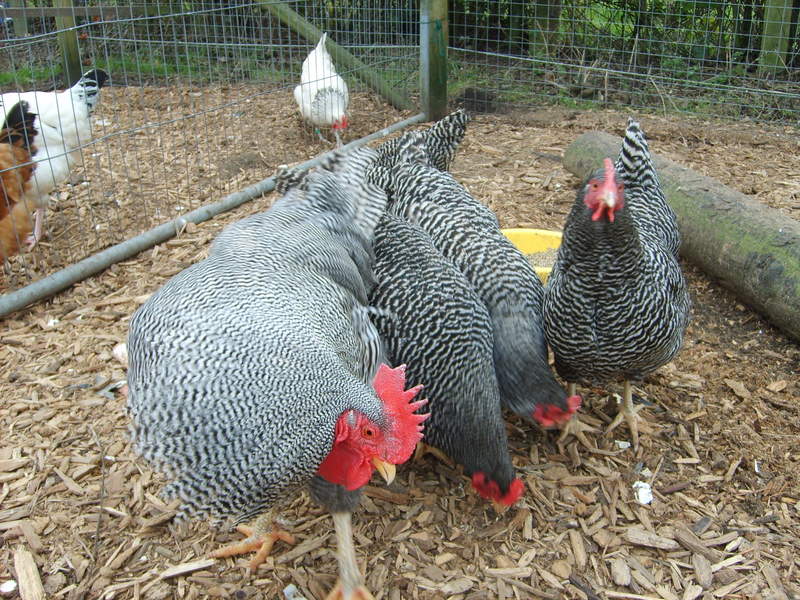 Pollos en un corral dividido entre una valla