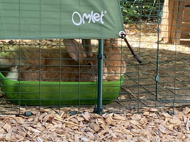 Två kaniner som gömmer sig i en Omlet foderautomat.