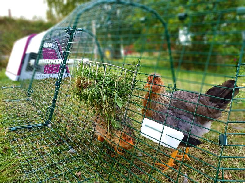 Kippen eten uit een voederhuisje in een ren die verbonden is met een paars Go kippenhok