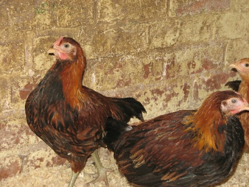 3 chickens next to wall