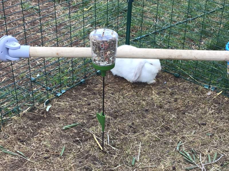 En kanin i en løbegård med et puklegetøj og en kyllingestolpe
